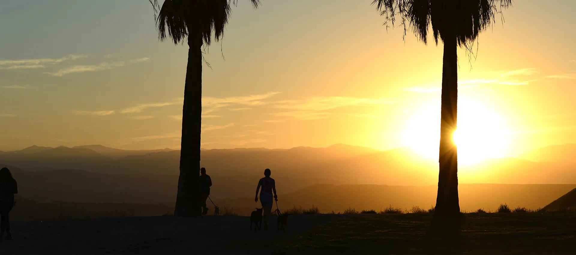 Sunset view with palm trees and walkers.