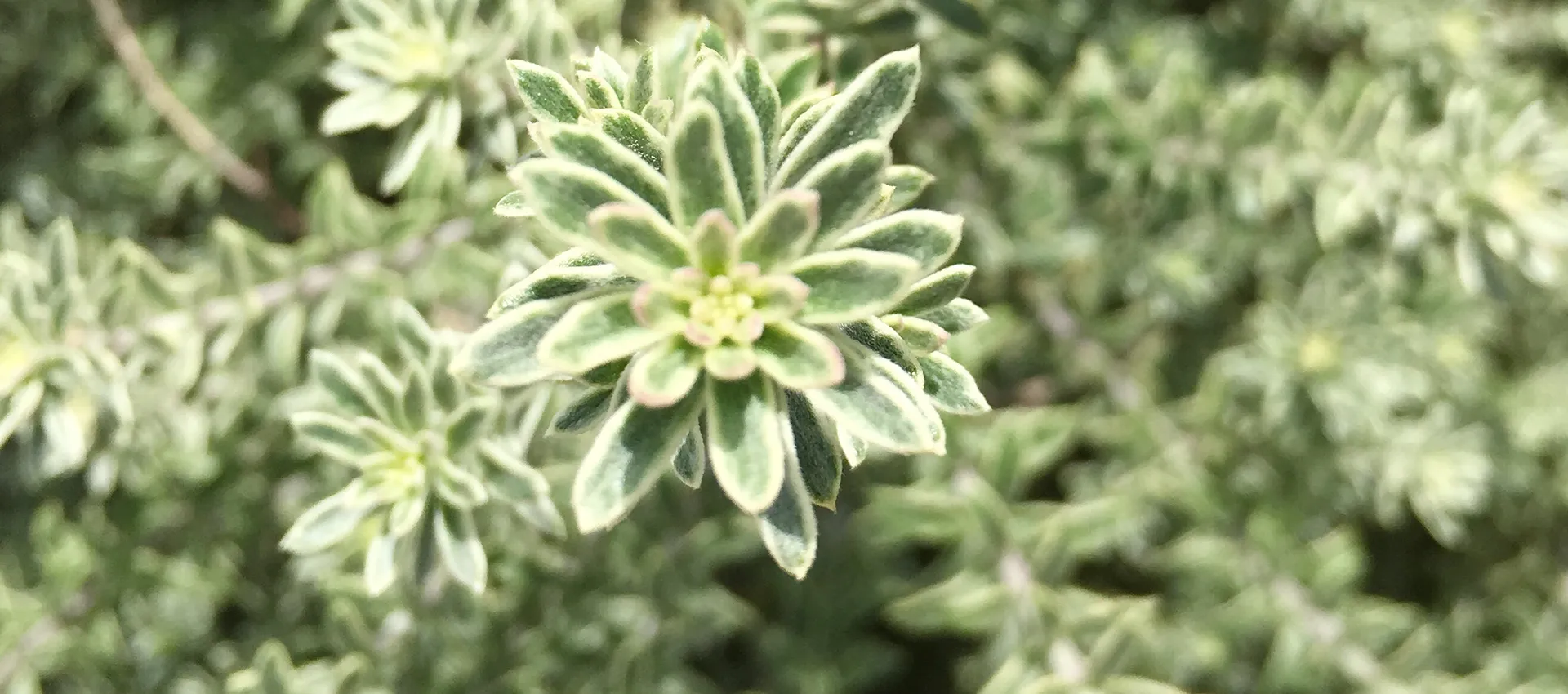Close-up of a leafy green plant.